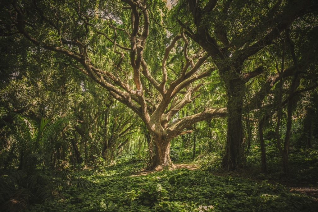 A tree in the middle of a forest.